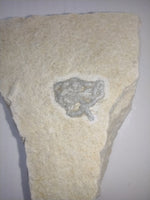 Solnhofen Fish Coprolite (poop) Jurassic Period.