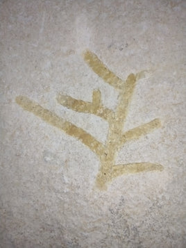 Fossil Plant Brachyphyllum Solnhofen, Jurassic Period.