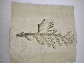 Large Fossil Plant Brachyphyllum Solnhofen, Jurassic Period.