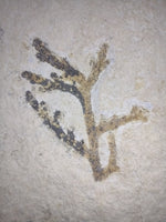Fossil Plant Brachyphyllum Solnhofen, Jurassic Period.