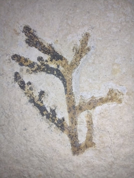 Fossil Plant Brachyphyllum Solnhofen, Jurassic Period.