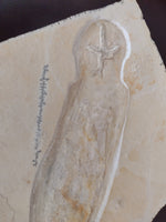 Belemnotheutis (Soft Bodied Cephalopod) from the Solnhofen Limestone, Jurassic Period.