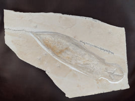 Belemnotheutis (Soft Bodied Cephalopod) from the Solnhofen Limestone, Jurassic Period.