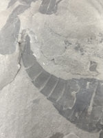 3.25" Eurypterus remipes with partial Eurypterud (Eurypterid, sea scorpoin)