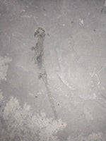 Permian Branchiosaur (Amphibian) Fossil,  Germany