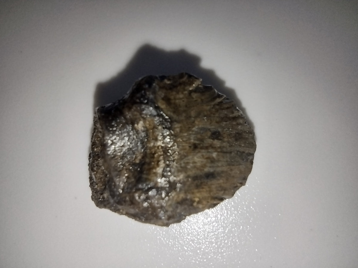 Denverasaurus Tooth, Hell Creek| The Daily Rex
