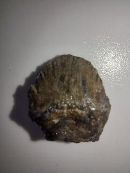 Denverasaurus Tooth, Hell Creek