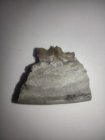 Hesperocyon (dog ancestor) Jaw Section with Tooth, Brule Formation