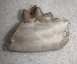 Hesperocyon (dog ancestor) Jaw Section with Tooth, Brule Formation