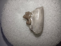Hesperocyon (dog ancestor) Jaw Section with Tooth, Brule Formation