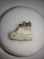 Dinictis (fasle sabertooth cat) Jaw Section with Tooth, Brule Formation