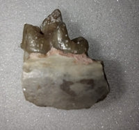 Dinictis (fasle sabertooth cat) Jaw Section with Tooth, Brule Formation
