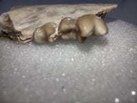 Dinictis (fasle sabertooth cat) Jaw Section with Teeth, Brule Formation