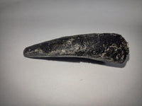 Large Allosaurus Tooth, Morrison Formation