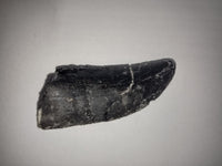Large Allosaurus Tooth, Morrison Formation
