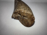 Tyrannosaur Tooth from the Judith River Formation