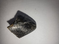 Tyrannosaurus Rex Tooth Tip with Serrations