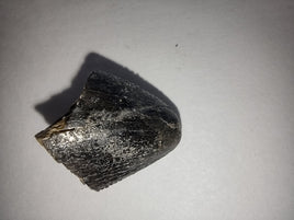 Tyrannosaurus Rex Tooth Tip with Serrations