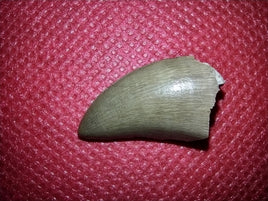 Allosaurus Tooth, Morrison Formation