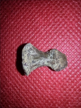 Pelycosaur (Dimetrodon?) Toe Bone, Permian