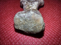 Dimetrodon Metatarsal, Permian