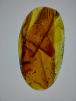 Dragonfly Wings in Amber from the Dominican Republic, 25 Million Years Old
