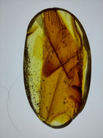 Dragonfly Wings in Amber from the Dominican Republic, 25 Million Years Old