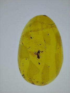 Ant with Plant Material in Amber from the Dominican Republic, 25 Million Years Old