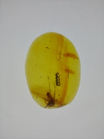 Spider with Bubble Line in Amber from the Dominican Republic, 25 Million Years Old