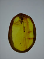 Spider with Bubble Line in Amber from the Dominican Republic, 25 Million Years Old