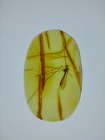 Crane Fly in Amber from the Dominican Republic, 25 Million Years Old