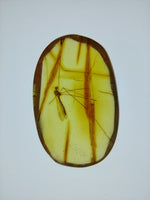 Crane Fly in Amber from the Dominican Republic, 25 Million Years Old
