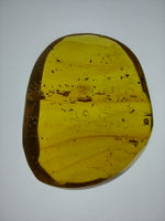 Multiple Insects in a Huge Piece of Amber from the Dominican Republic, 25 Million Years Old