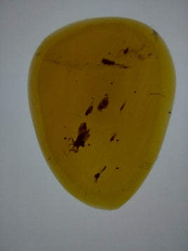 Multiple Insects in Amber from the Dominican Republic, 25 Million Years Old