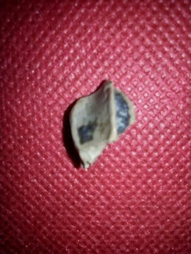 Triceratops Tooth