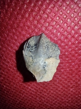 Triceratops Tooth