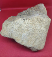 Partial Triceratops Nose Horn