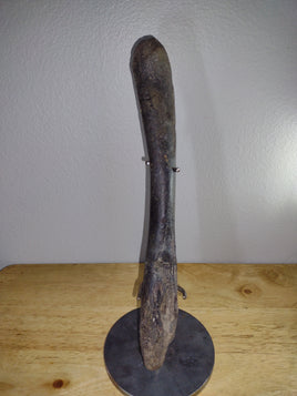 Hypacrosaurus Radius (lower arm bone) Two Medicine Formation