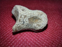 Theropod Toe Bone, Hell Creek