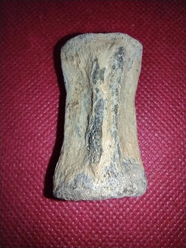 Thescelosaurus Caudal (Tail) Vertebrae, Hell Creek