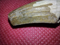 Suchomimus Tooth with visible Serrations
