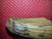 Suchomimus Tooth with visible Serrations