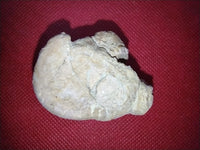 Phytosaur Vertebrae