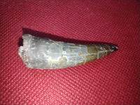 2" Phytosaur Tooth