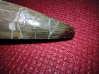 2" Phytosaur Tooth