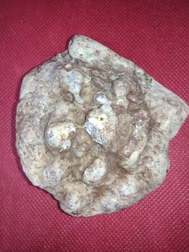 Stunning Phytosaur Armor Scute