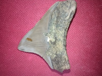 Megalodon Tooth