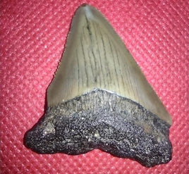 Megalodon Tooth