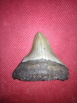 Megalodon Tooth