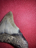 Megalodon Tooth